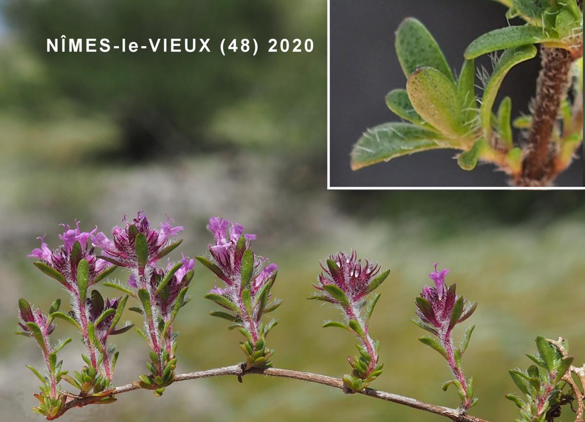 Thyme, (Dolomite) leaf